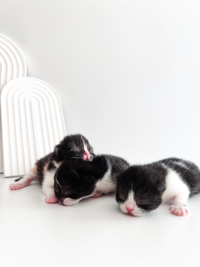 Three cute black and white kittens sleep peacefully on a white surface with soft lighting.