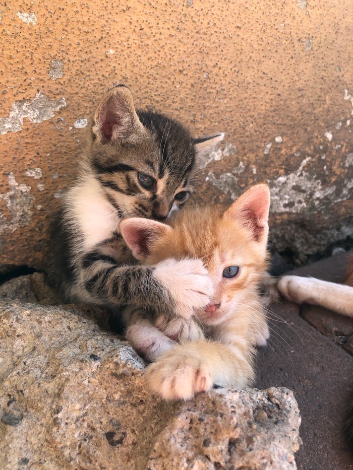 Two cute kittens playfully interacting on rocky surface, radiating charm and curiosity.