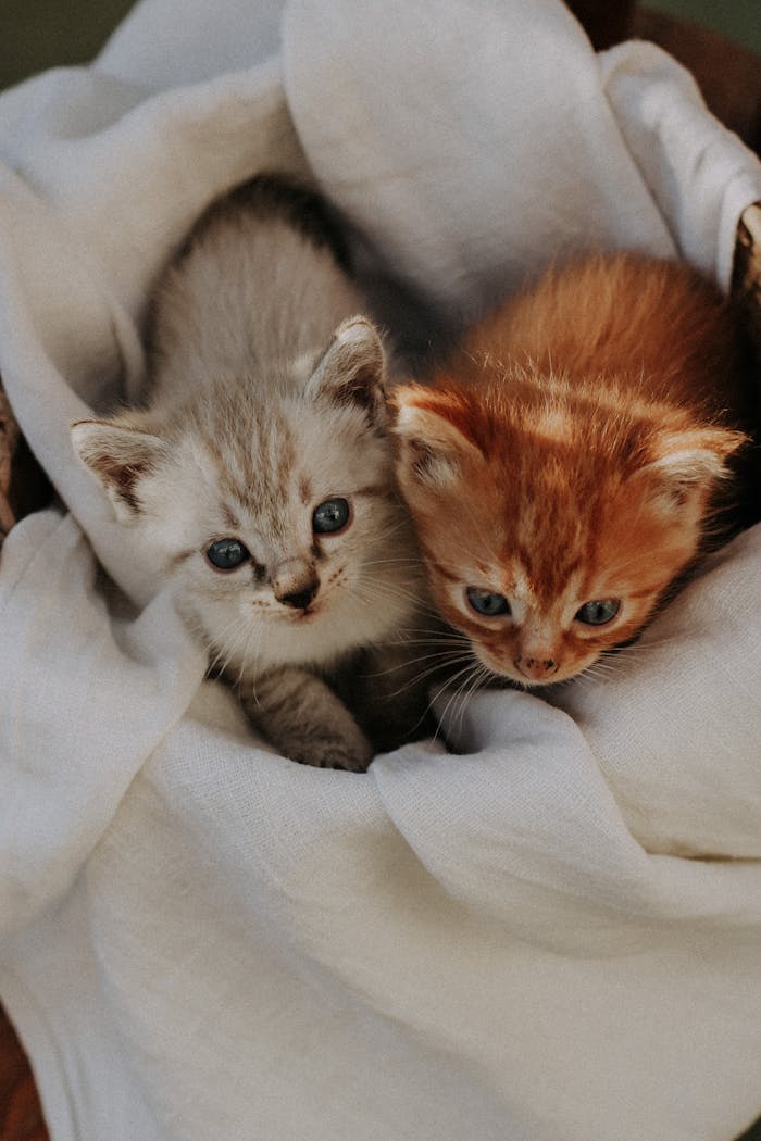 Two cute tabby kittens resting on white fabric, offering a heartwarming and cozy scene.