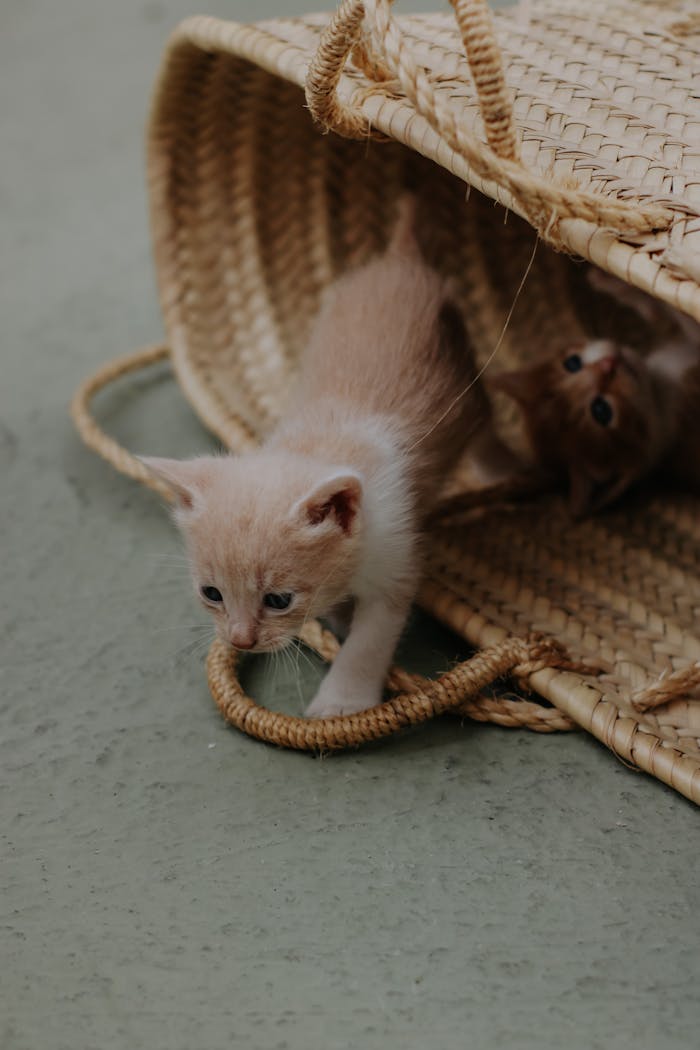 Two cute kittens crawling out of a wicker basket on a green surface.