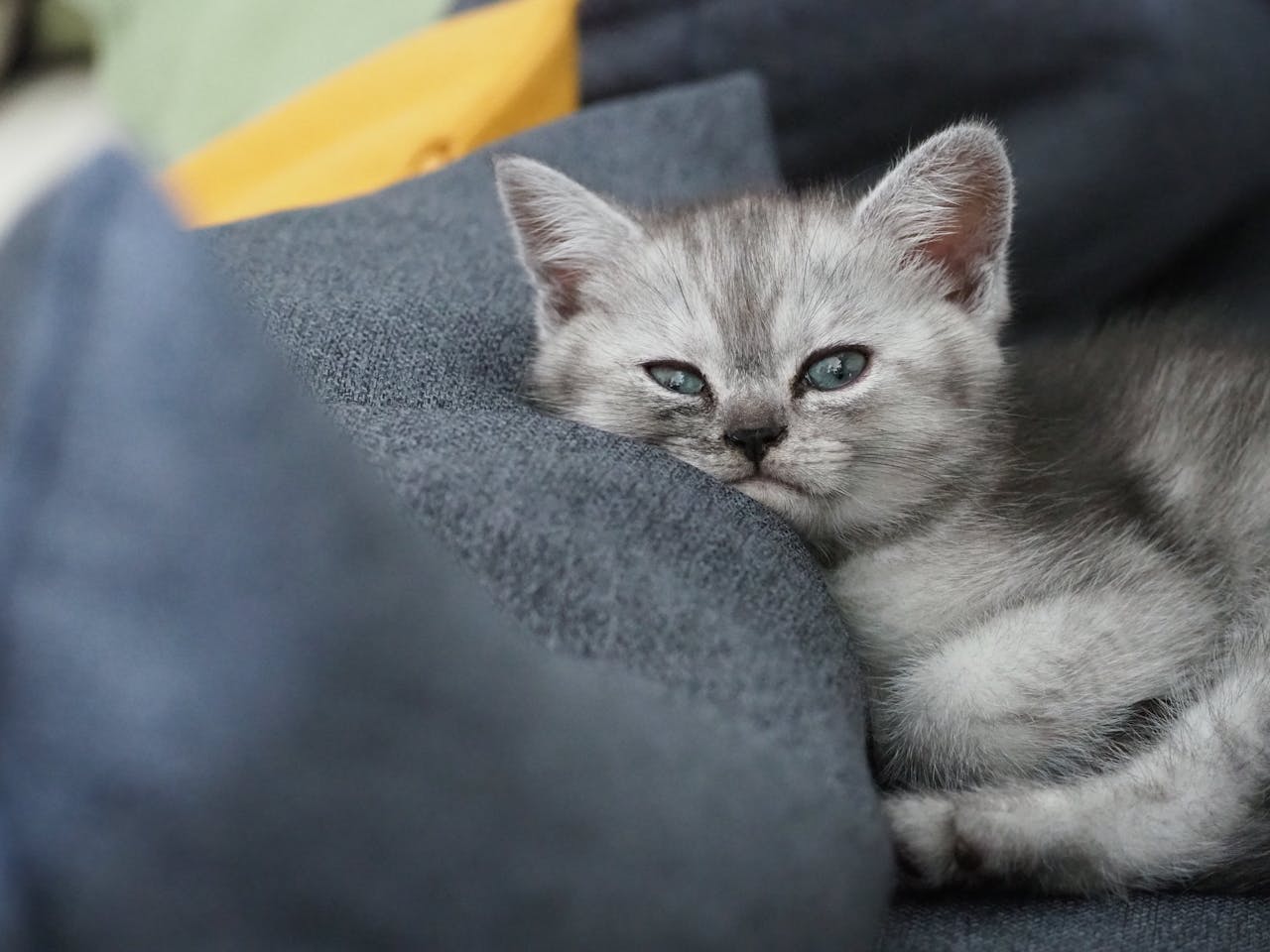 Close-up of a cute kitten lying comfortably on a soft blue cushion indoors.