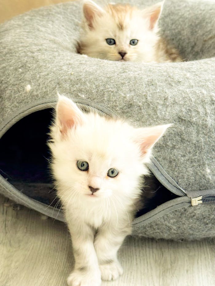 Adorable white kittens in a cozy grey pet bed, playfully exploring.