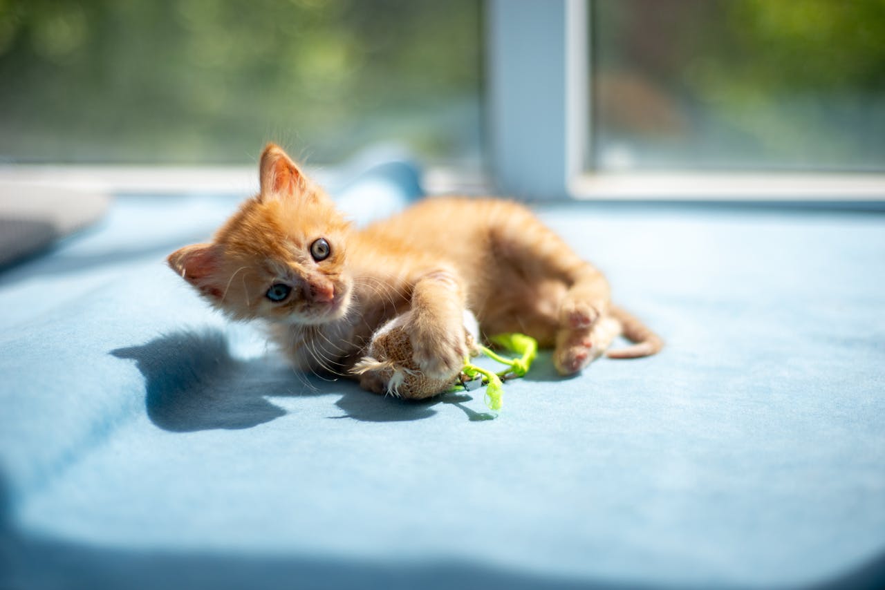 Adorable orange kitten playing with toy on sunny indoor surface. Perfect for cute pet content.