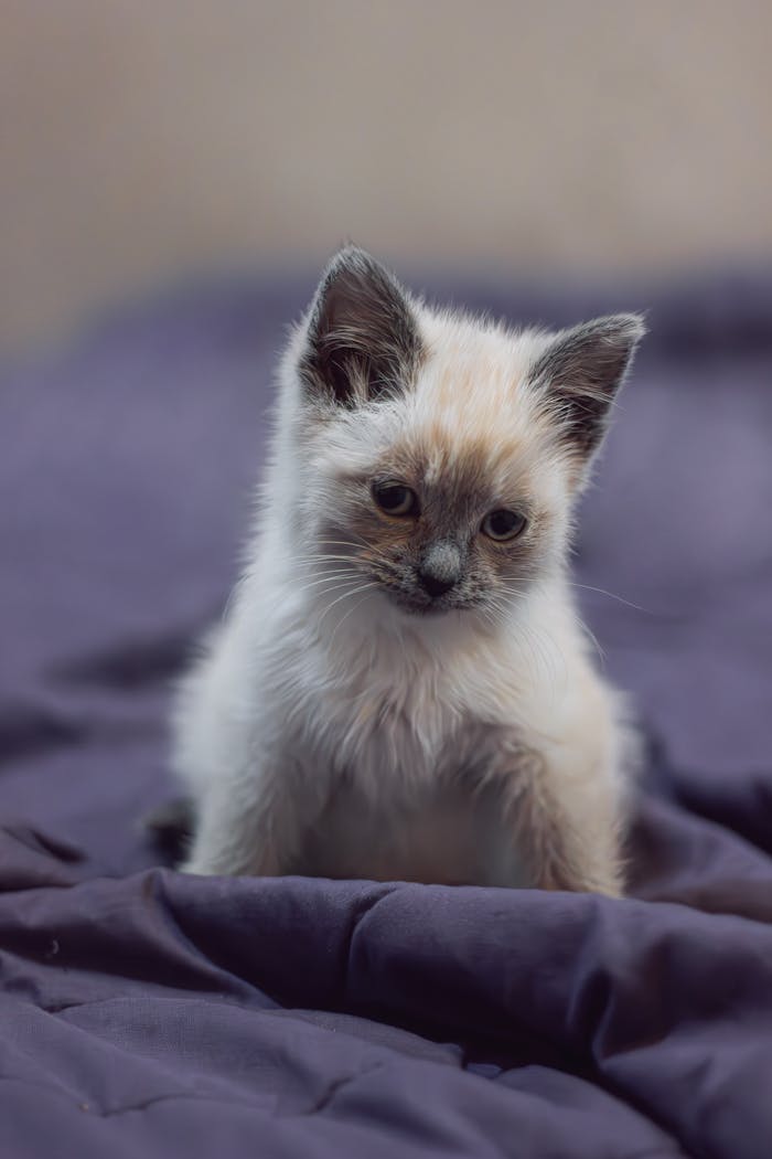 Cute Siamese kitten sitting on a soft, dark blue blanket indoors.