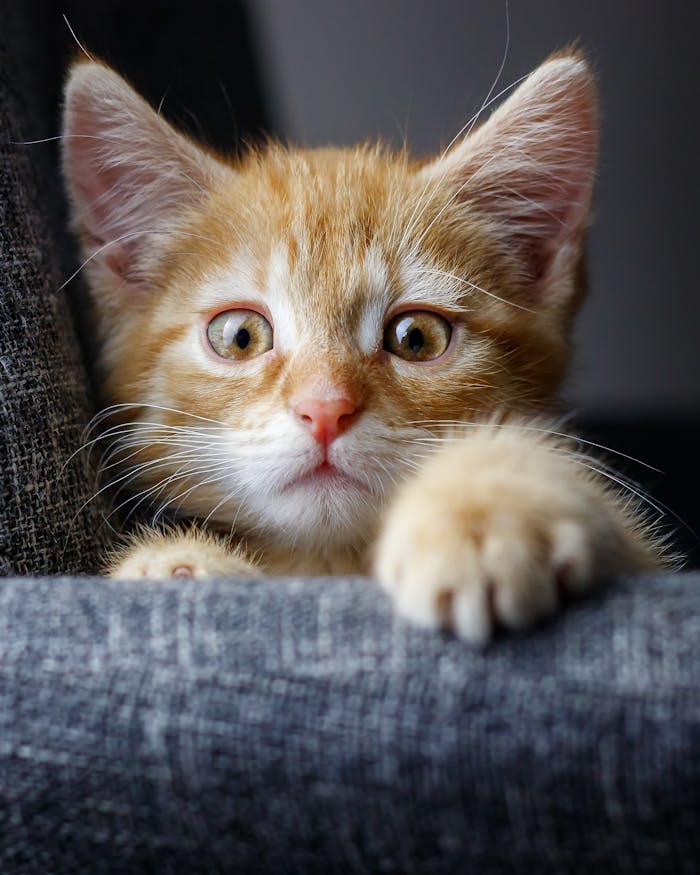 Cute orange tabby kitten with big eyes showing curiosity and playfulness.
