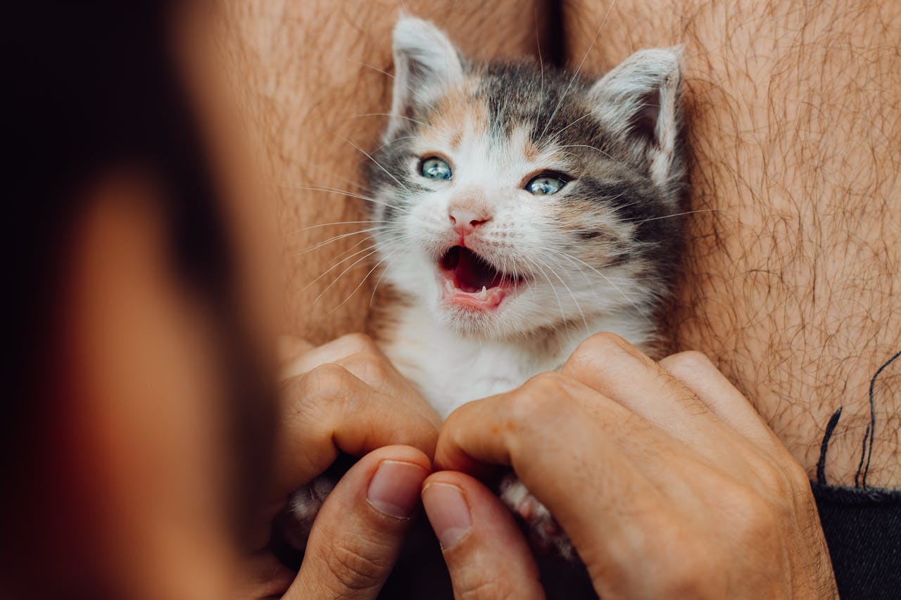 Close-up of a playful kitten nestled between human legs, highlighting the joy of pet companionship.